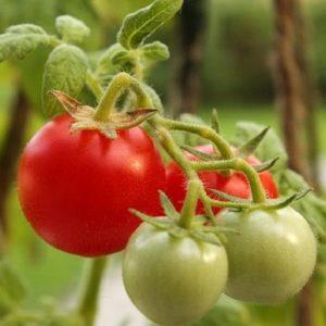 Wie man Tomaten für den Eierstock sprüht