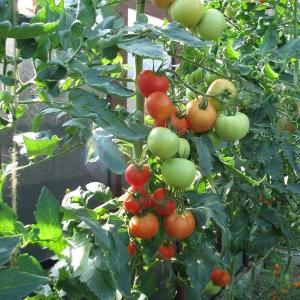 Wie man Tomaten für den Eierstock sprüht