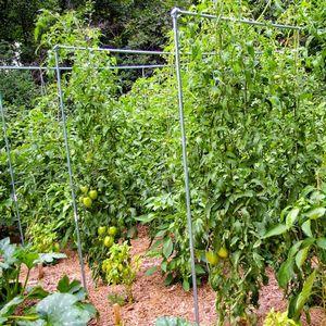 Was Gemüsebauern über Kalinka-Malinka-Tomaten sagen