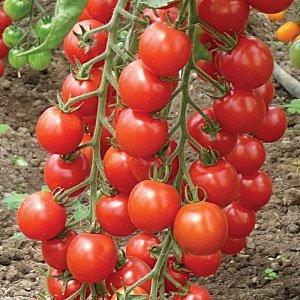 Was sind Standard-Tomatensorten und welche davon gelten unter Gärtnern als die besten