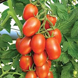 Was sind Standard-Tomatensorten und welche davon gelten unter Gärtnern als die besten