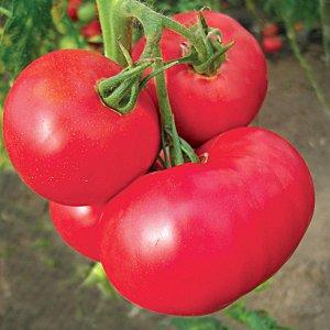 Was sind Standard-Tomatensorten und welche davon gelten unter Gärtnern als die besten