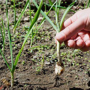 Wir untersuchen das Problem gründlich: Knoblauch färbt sich im Frühjahr gelb - was zu tun ist und wie Sie es verhindern können