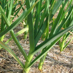 Wir untersuchen das Problem gründlich: Knoblauch färbt sich im Frühjahr gelb - was zu tun ist und wie Sie es verhindern können