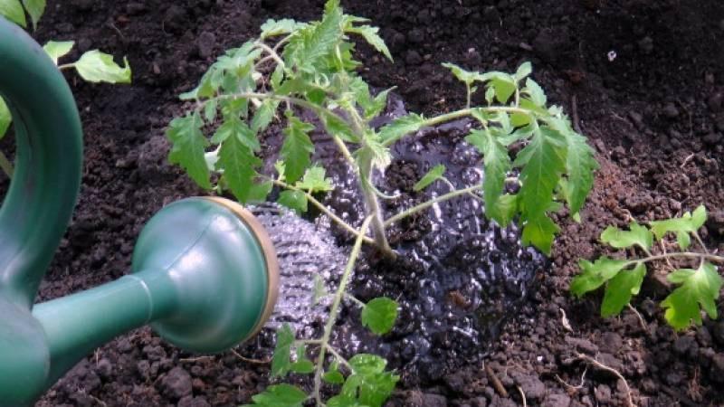 Wie oft man Tomaten in der Hitze gießt, um eine gute Ernte zu erzielen