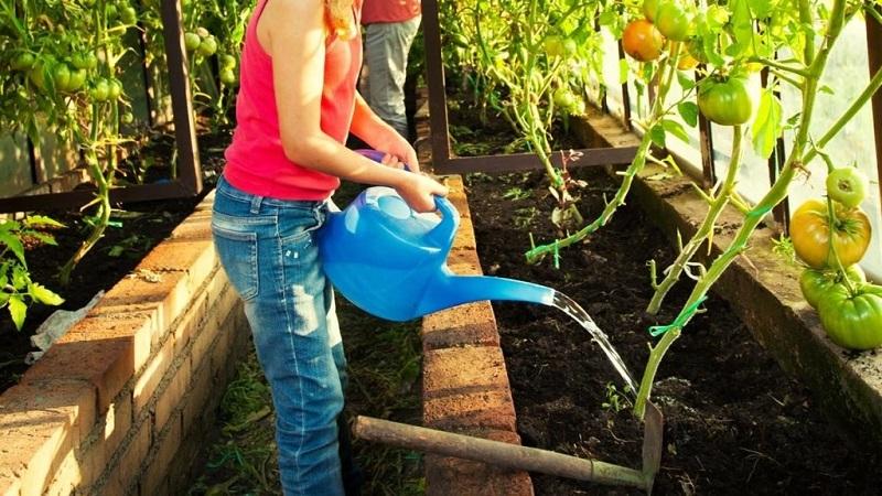 Wie oft man Tomaten in der Hitze gießt, um eine gute Ernte zu erzielen