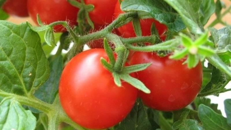 Wie oft man Tomaten in der Hitze gießt, um eine gute Ernte zu erzielen