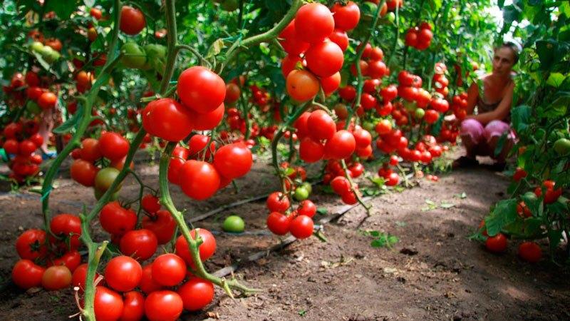 Wie man Tomaten richtig mit Kaliumpermanganat besprüht