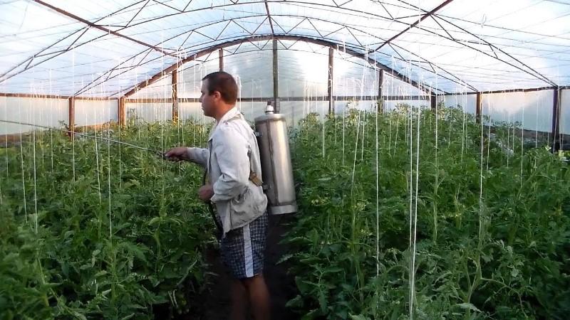 Wie man Tomaten richtig mit Kaliumpermanganat besprüht