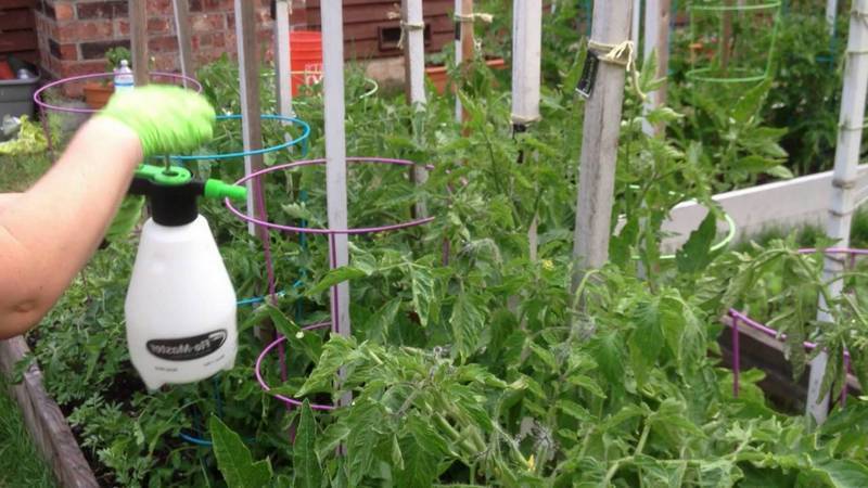 Wie man Tomaten richtig mit Kaliumpermanganat besprüht