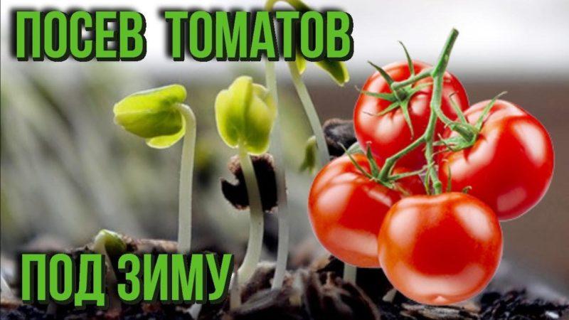 Wie man Tomaten vor dem Winter pflanzt