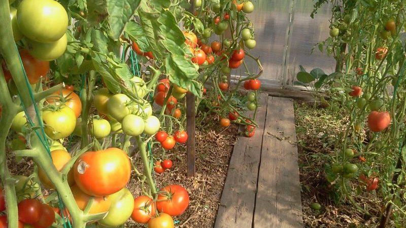 Wie man Tomaten vor dem Winter pflanzt