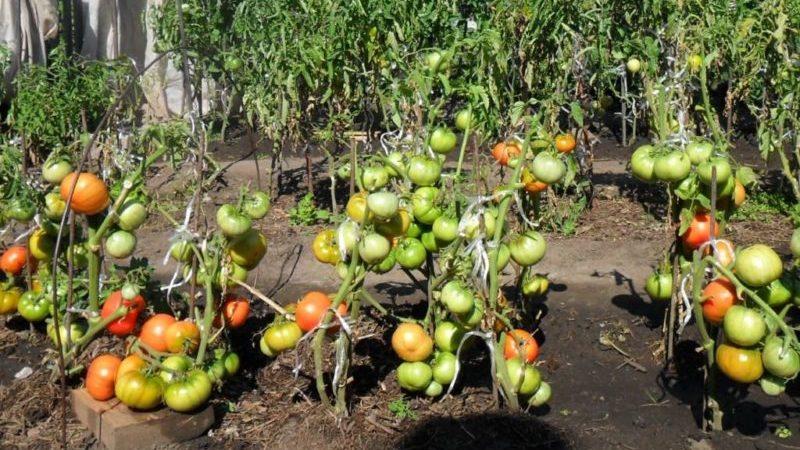 Wie man Tomaten vor dem Winter pflanzt