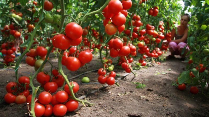 Wie man Tomaten vor dem Winter pflanzt