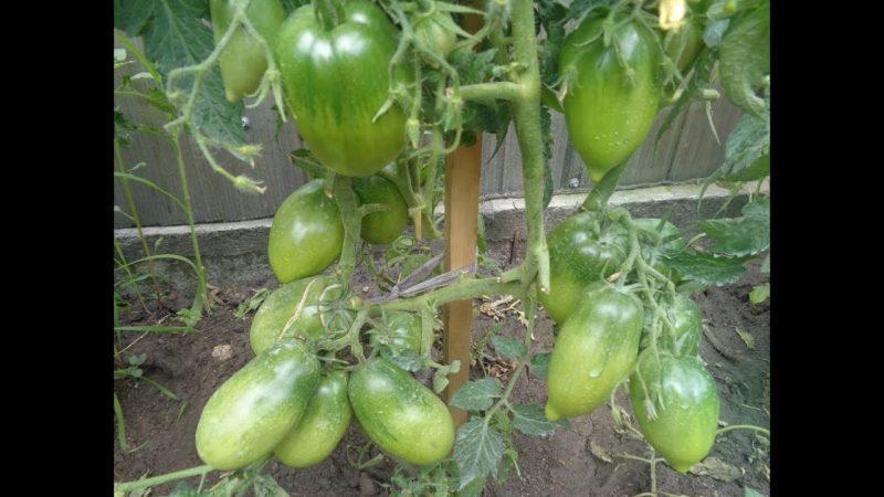 Wie man einen Tomaten-Petrusha-Gärtner pflegt