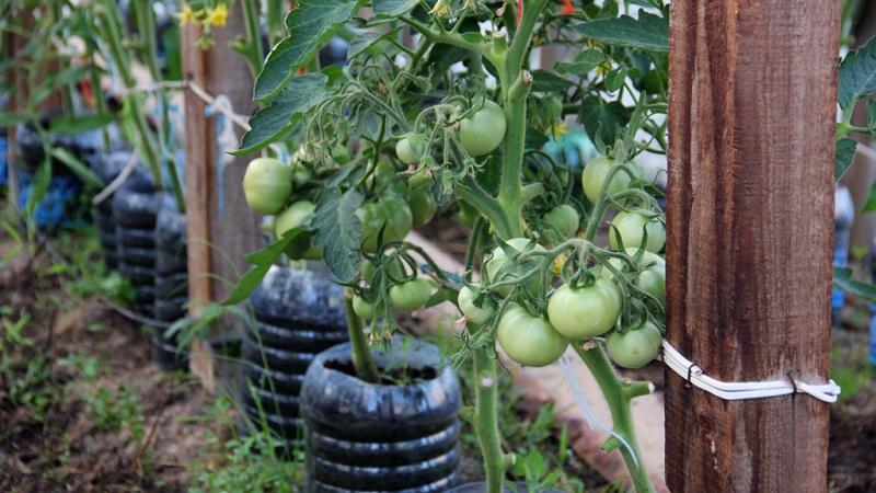 Wie man große Tomaten anbaut und bindet