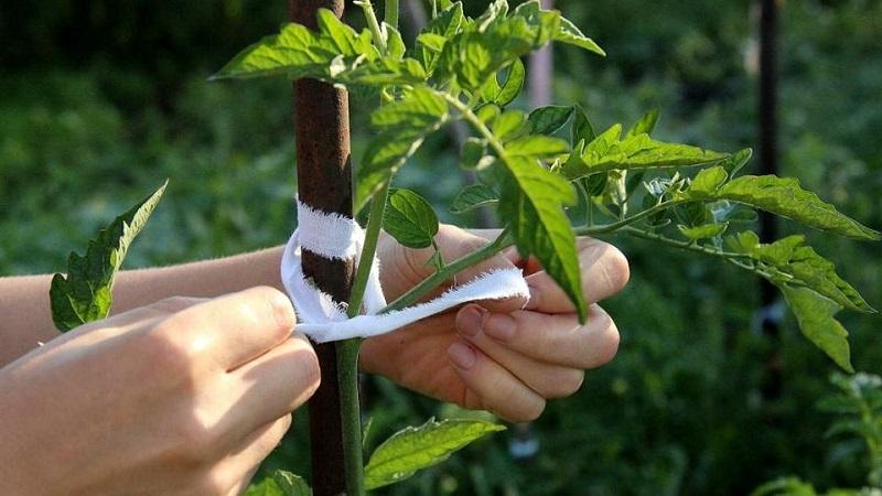 Wie man große Tomaten anbaut und bindet