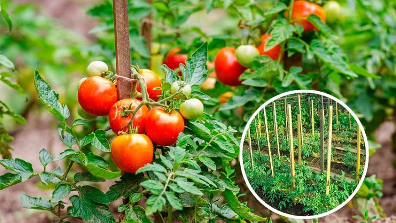 Wie man große Tomaten anbaut und bindet