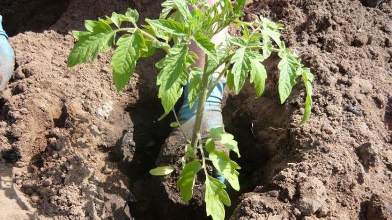 Wie man süße Tomaten anbaut