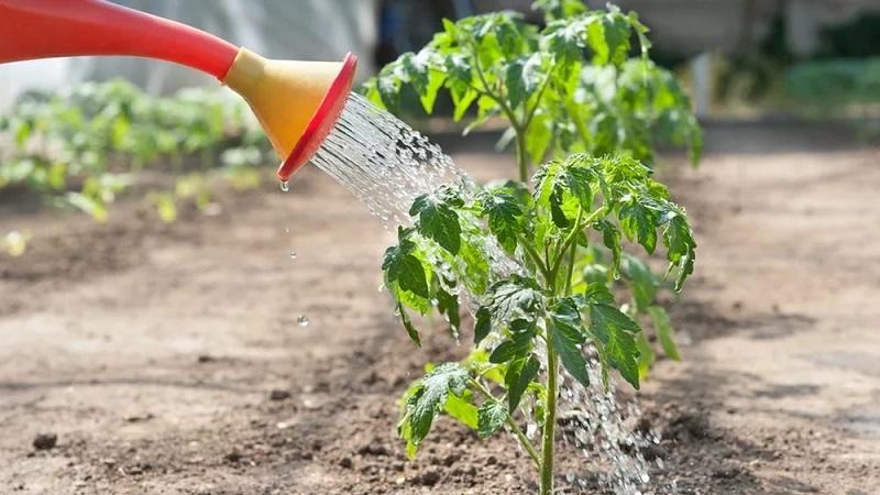 Wie man süße Tomaten anbaut