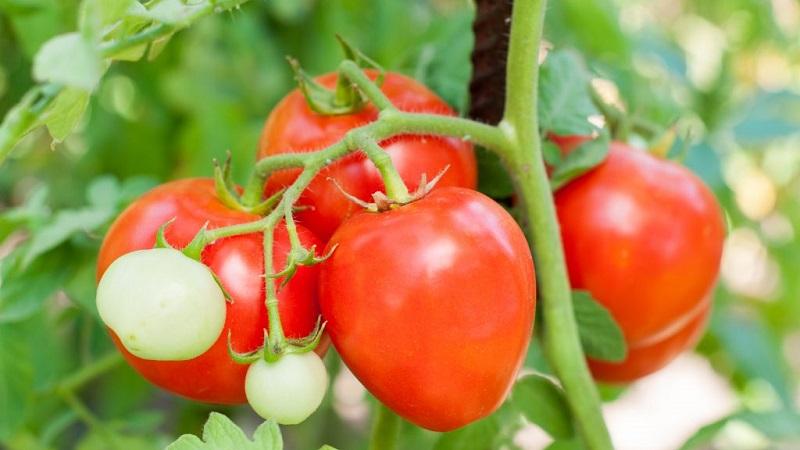 Wie man süße Tomaten anbaut