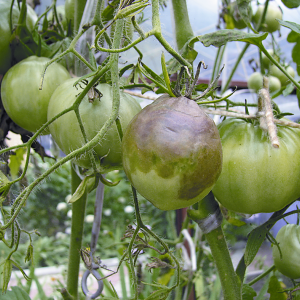 So züchten Sie eine Persimmon-Tomate auf Ihrer Website - Tricks und Tipps von erfahrenen Gärtnern