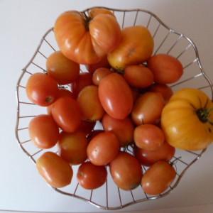 So züchten Sie eine Persimmon-Tomate auf Ihrer Website - Tricks und Tipps von erfahrenen Gärtnern