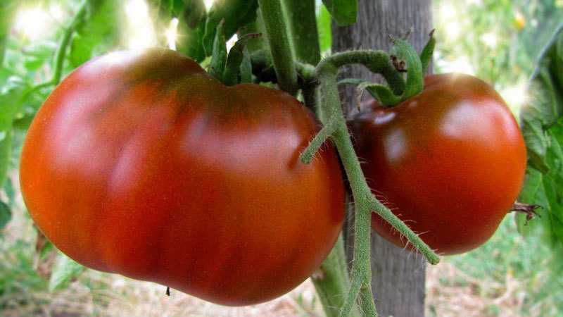 Welche Tomatensamen geben eine gute Ernte im Freien