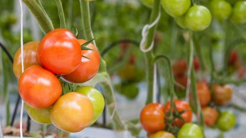 Welche Tomatensamen geben eine gute Ernte im Freien