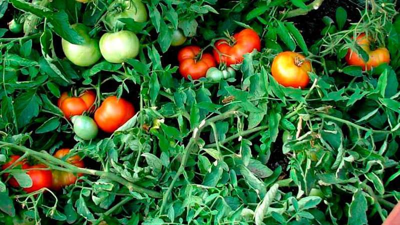 Welche Tomatensamen geben eine gute Ernte im Freien