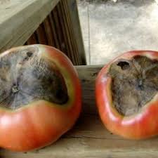 Was tun, wenn auf Tomaten braune Flecken erscheinen? Fotos der betroffenen Tomaten und Möglichkeiten, sie zu speichern