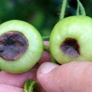 Wie man mit der Spitzenfäule von Tomaten in einem Gewächshaus umgeht: die besten Rezepte und Volksmethoden