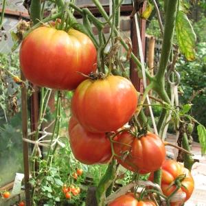 Wie man mit der Spitzenfäule von Tomaten in einem Gewächshaus umgeht: die besten Rezepte und Volksmethoden