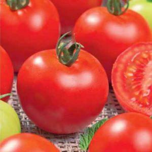 Rotkäppchen-Tomaten bei Sommerbewohnern beliebt: Beschreibung der Sorte und Anleitung für den selbständigen Anbau