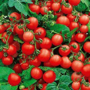 Rotkäppchen-Tomaten bei Sommerbewohnern beliebt: Beschreibung der Sorte und Anleitung für den Selbstanbau