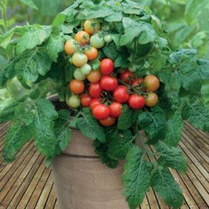 Rotkäppchen-Tomaten bei Sommerbewohnern beliebt: Beschreibung der Sorte und Anleitung für den Selbstanbau