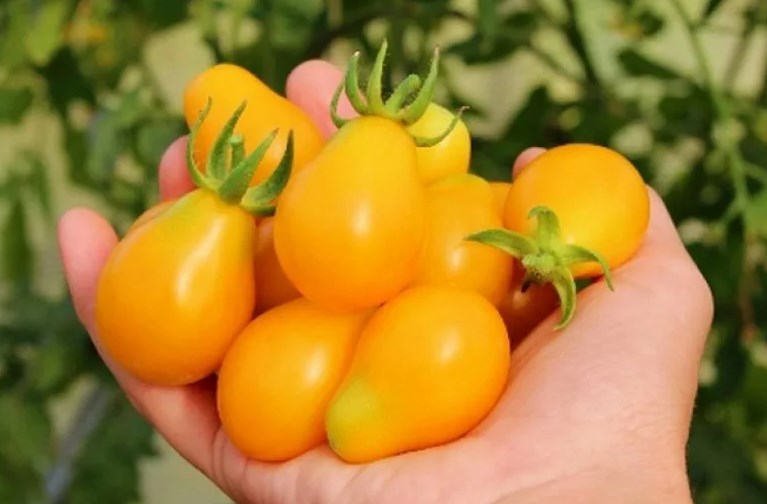 Top 25 der süßesten Tomatensorten und Tipps für die Auswahl für jeden Gärtner