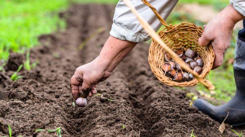 Sie wissen nicht, wie man Knoblauch pflanzt - es spielt keine Rolle: Wir werden alle Geheimnisse und Feinheiten lehren, zeigen und erzählen