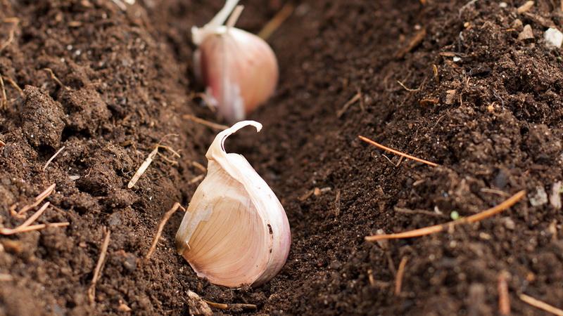 Sie wissen nicht, wie man Knoblauch pflanzt - es spielt keine Rolle: Wir werden alle Geheimnisse und Feinheiten lehren, zeigen und erzählen