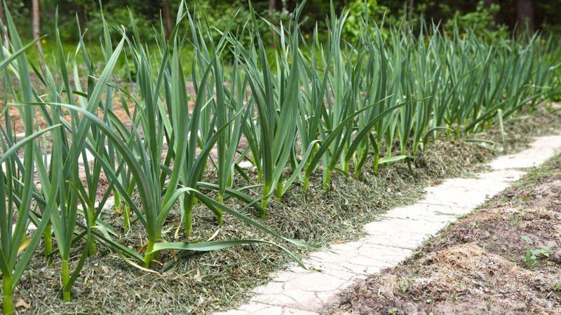 Sie wissen nicht, wie man Knoblauch pflanzt - es spielt keine Rolle: Wir werden alle Geheimnisse und Feinheiten lehren, zeigen und erzählen