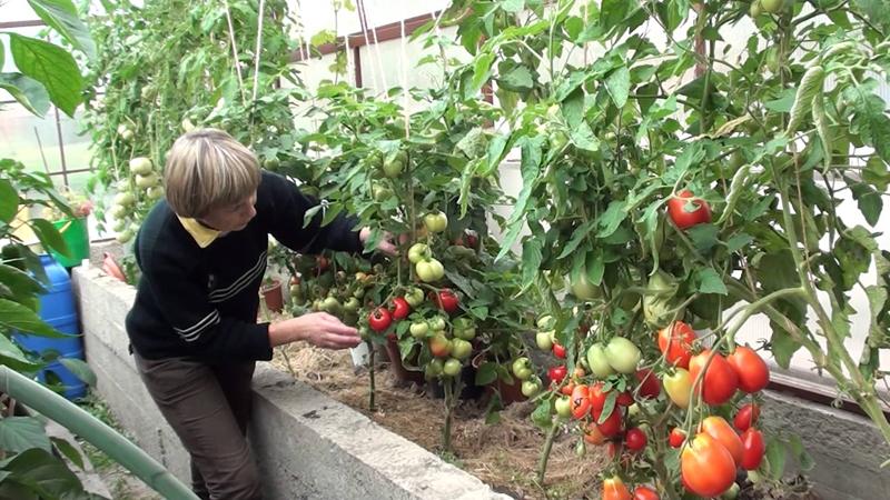 Ungewöhnliche und ästhetische Tomatensorte Black Baron - einfach zu züchten und angenehm mit einer Fülle von Ernten