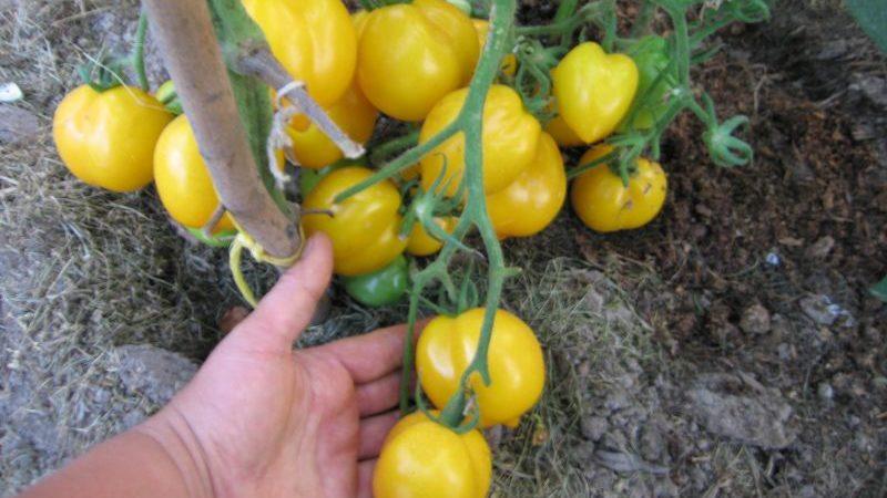 Eine Tomate, die wie eine Zitrone aussieht, lässt niemanden gleichgültig: die Tomate Wonder of the World und die Methode ihres Anbaus