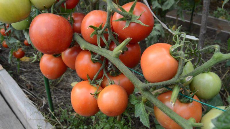 Merkmale des Anbaus von Tomaten Sanka