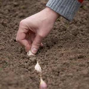 Wir schützen die zukünftige Ernte vor Schädlingen und Krankheiten - ordnungsgemäße Verarbeitung von Knoblauch vor dem Pflanzen