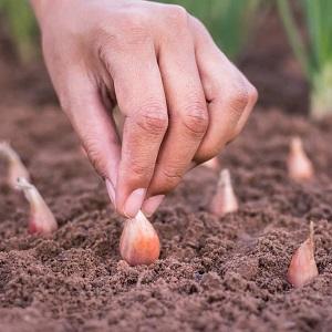 Wir schützen die zukünftige Ernte vor Schädlingen und Krankheiten - ordnungsgemäße Verarbeitung von Knoblauch vor dem Pflanzen