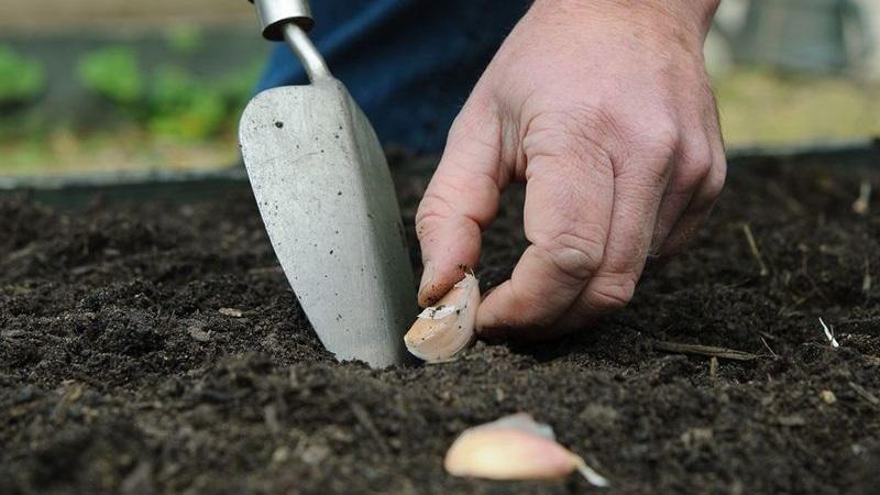 Wir schützen die zukünftige Ernte vor Schädlingen und Krankheiten - ordnungsgemäße Verarbeitung von Knoblauch vor dem Pflanzen