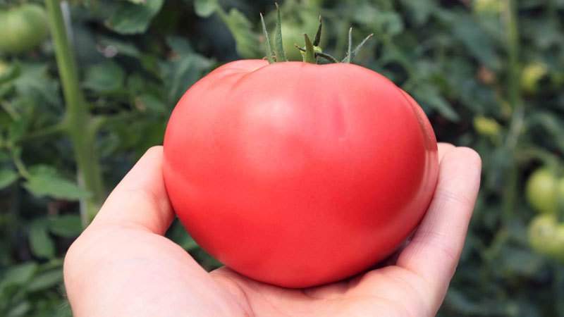 Geheimnisse des Pflanzens und Pflegens von Tomaten