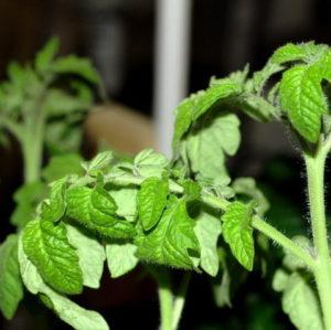 Was tun, wenn sich Tomatenblätter kräuseln?