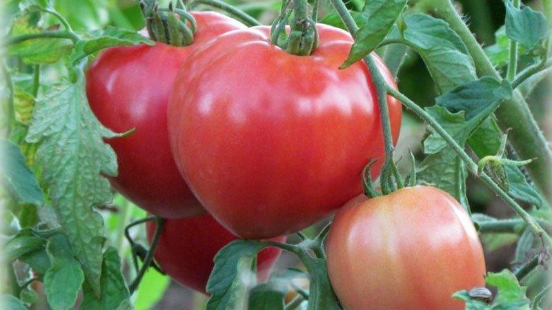 Top besten Sorten von rosa Tomaten