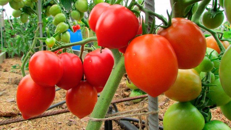 Top besten Sorten von rosa Tomaten